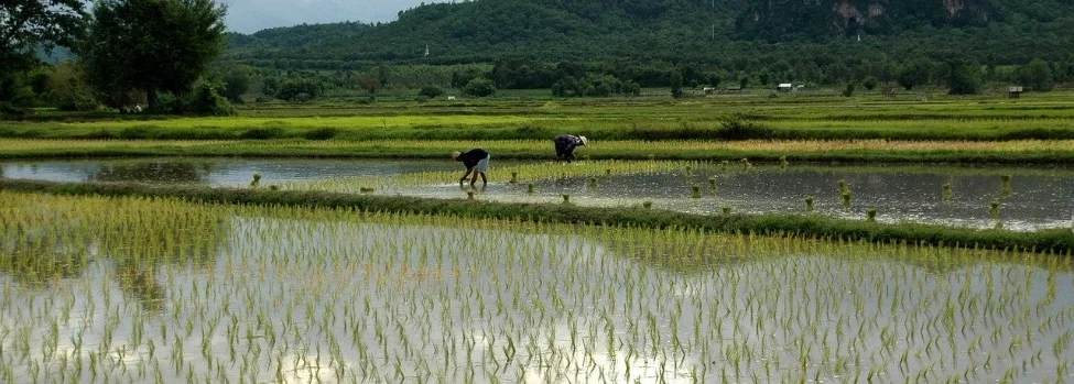 Riz biologique et agroécologie : transition vers une riziculture durable