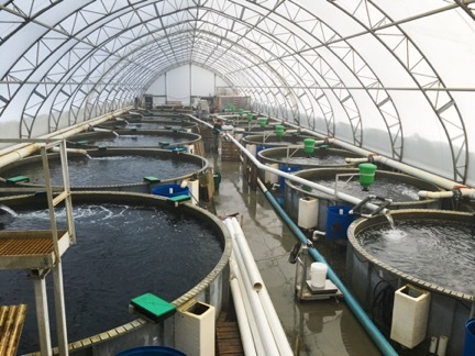 Aquaculture